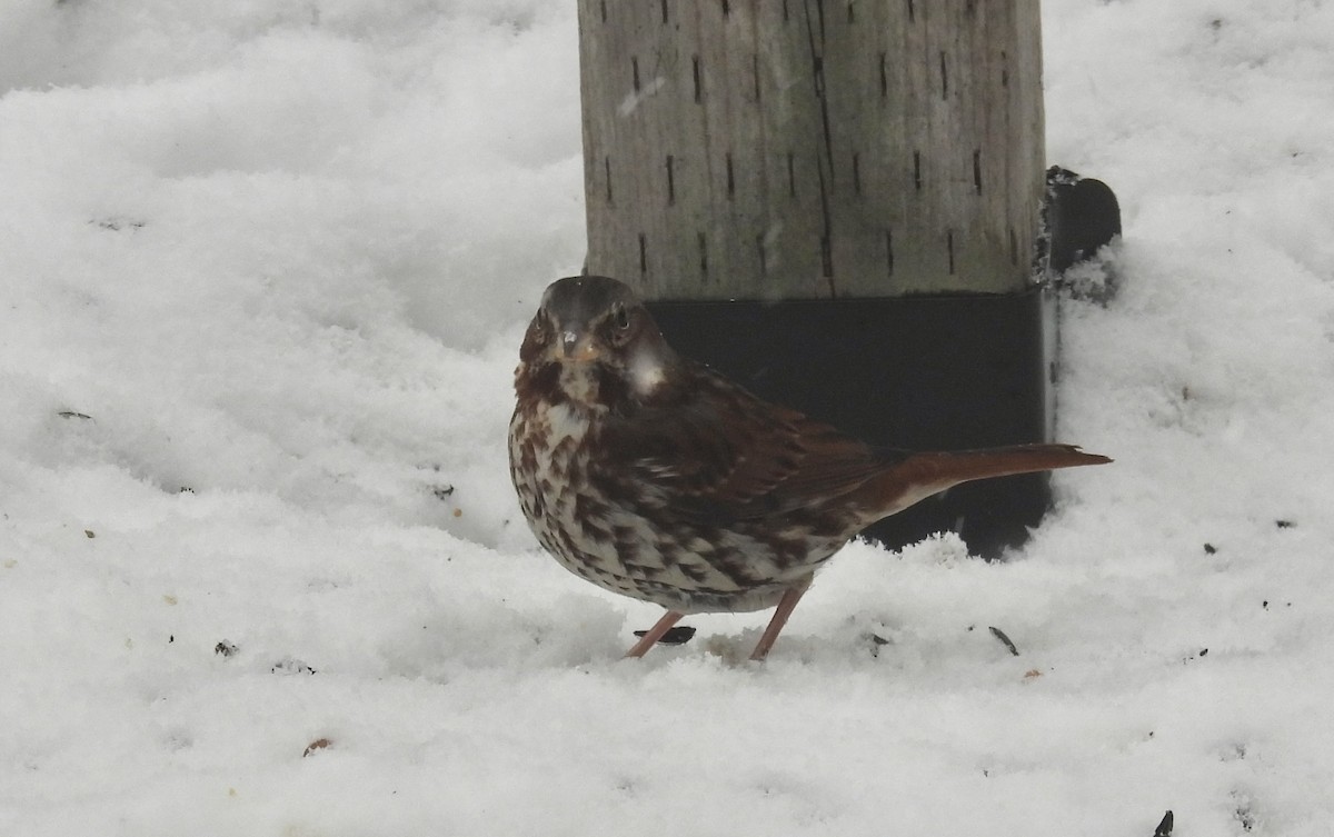 Fox Sparrow - ML647086472