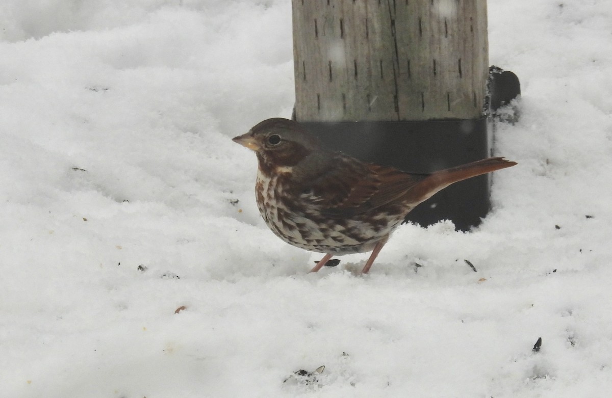 Fox Sparrow - ML647086474
