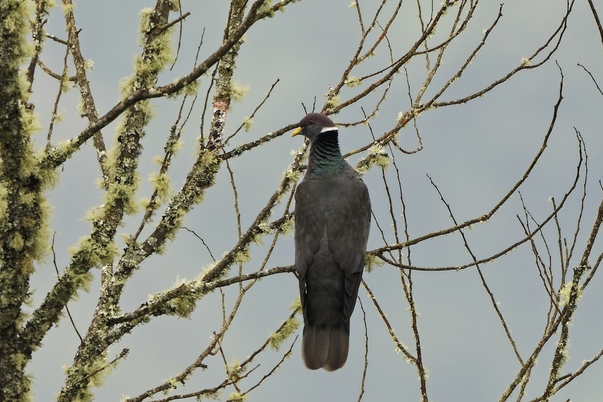 オビオバト（albilinea グループ） - ML647086475