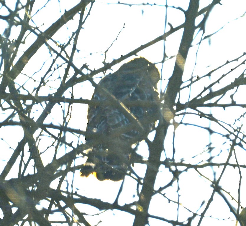 カタアカノスリ - ML647086477