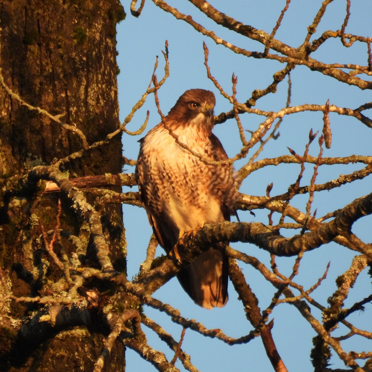 アカオノスリ - ML647086478