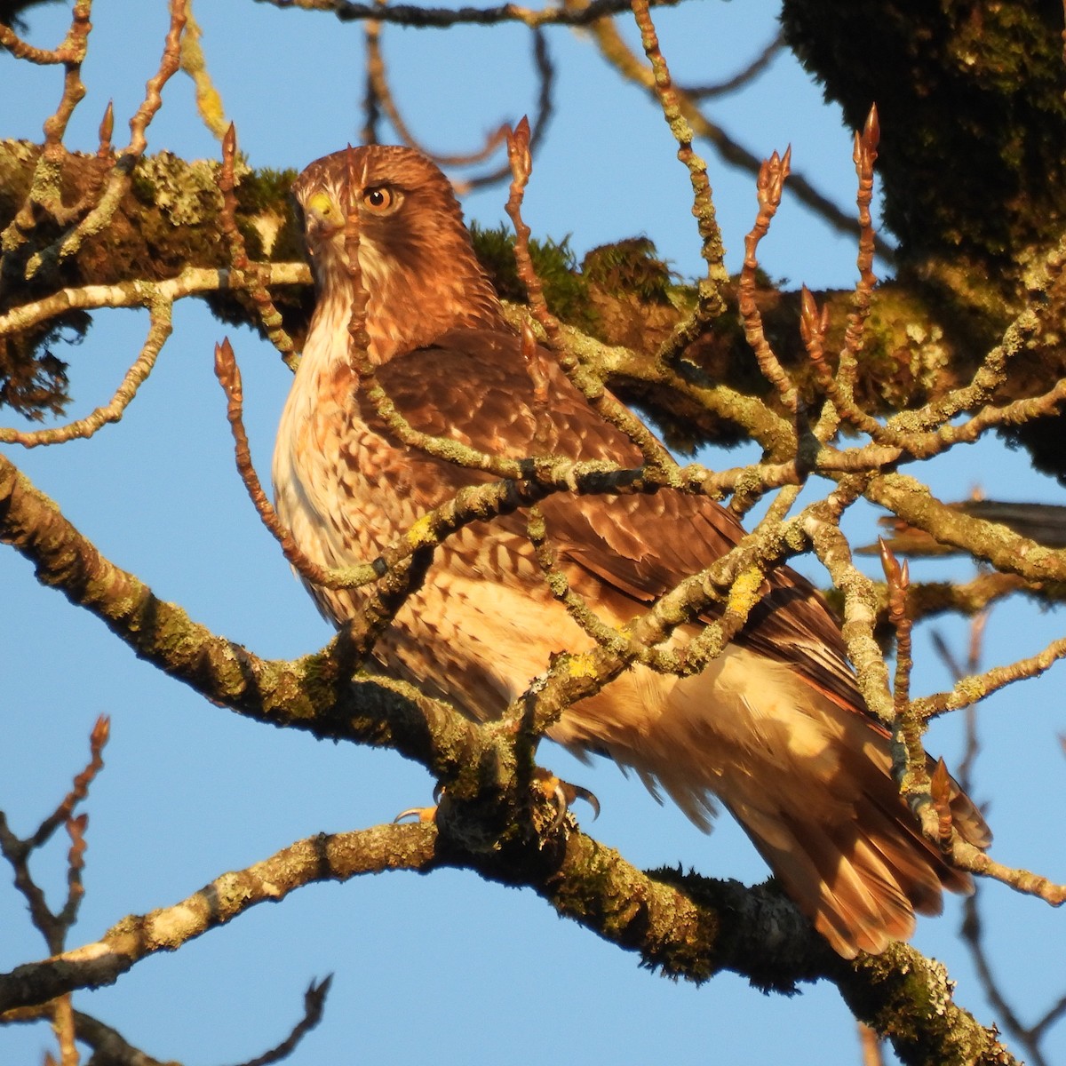 アカオノスリ - ML647086479