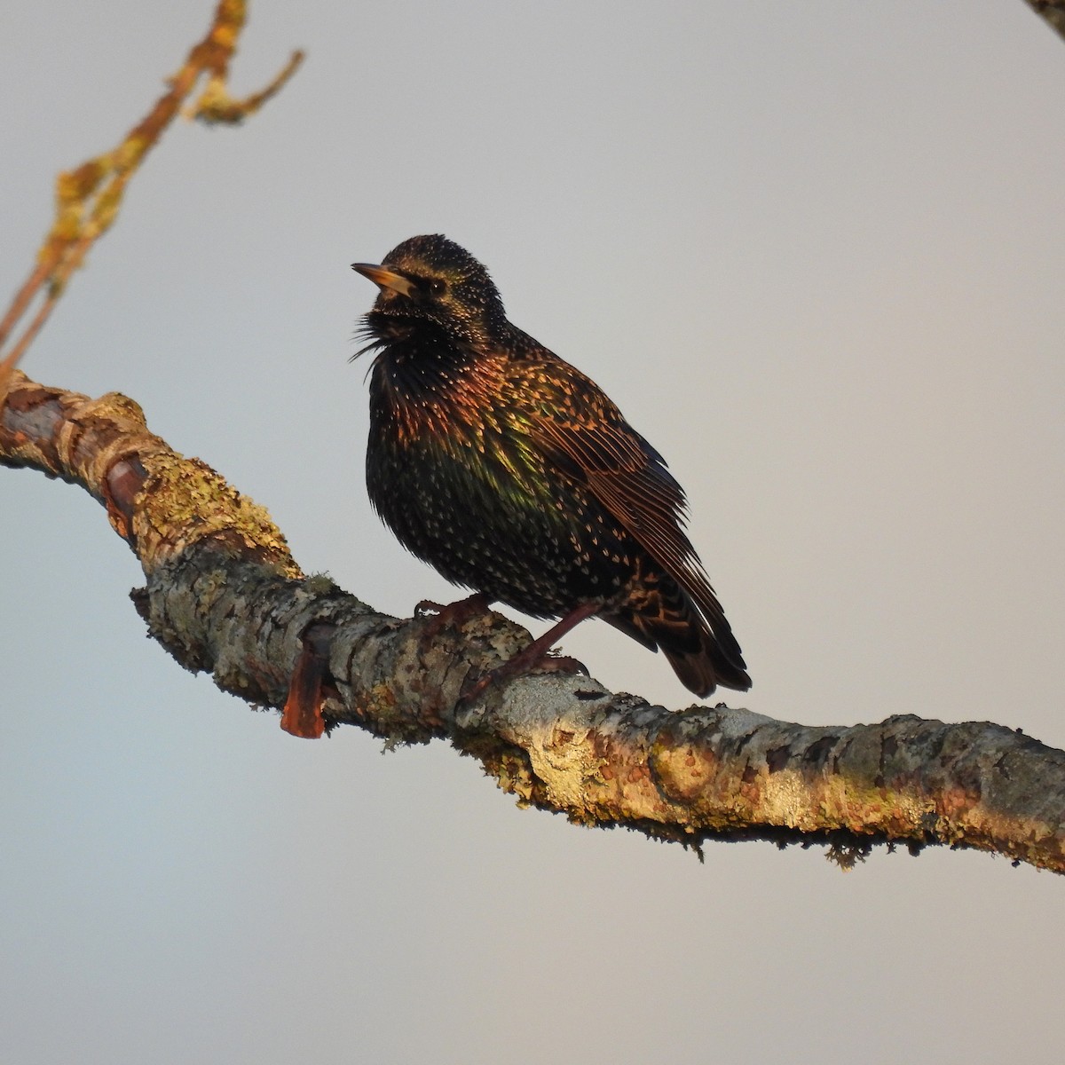 ホシムクドリ - ML647086480