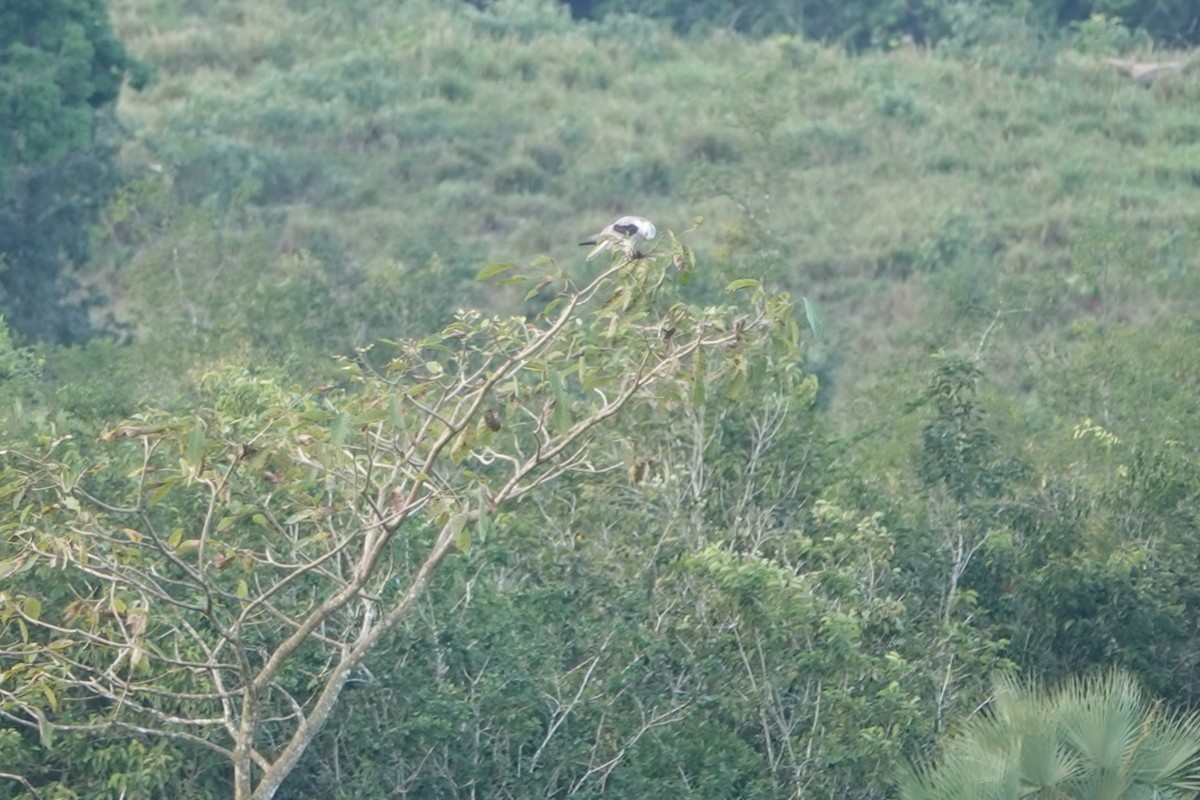 オジロトビ - ML647086481