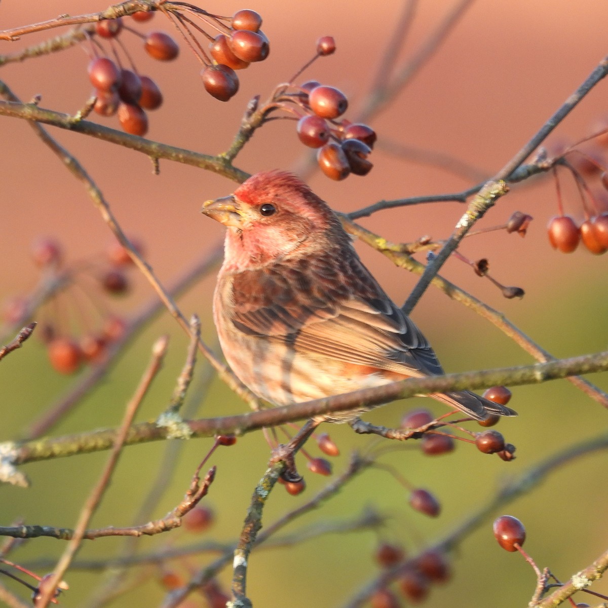 ムラサキマシコ - ML647086482