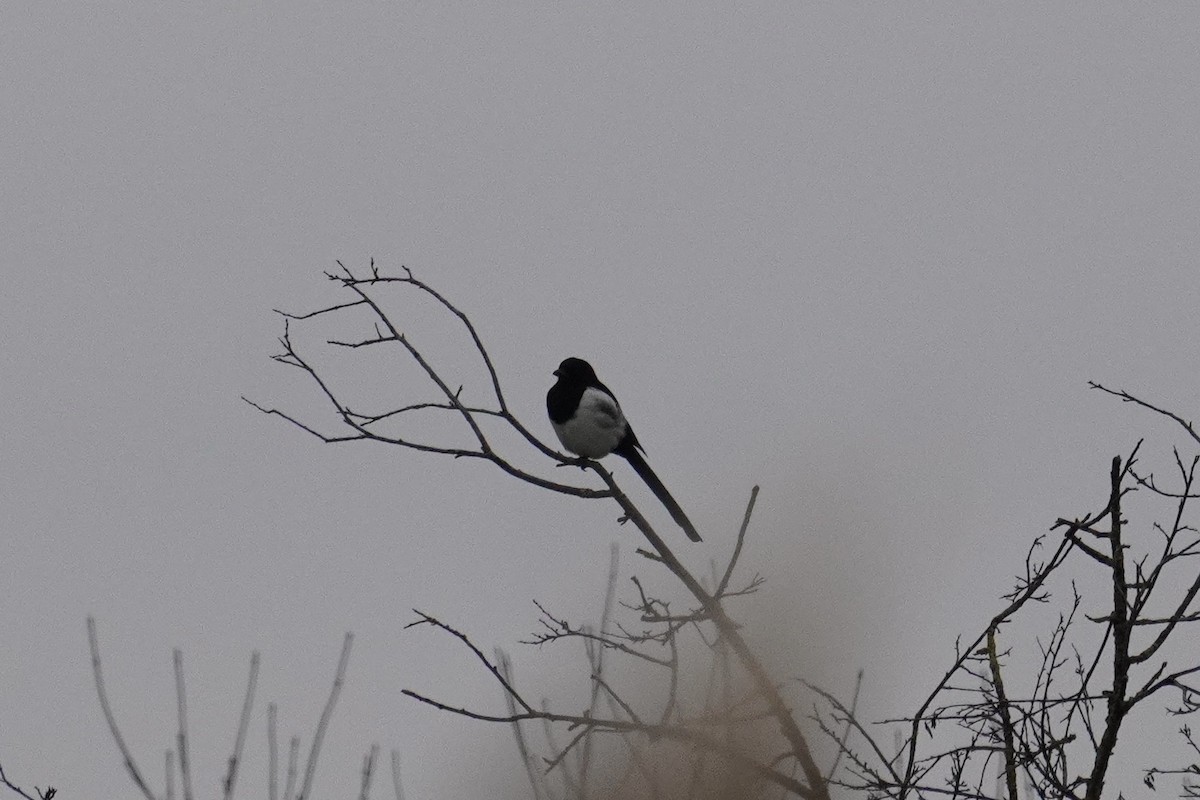 ユーラシアカササギ - ML647086483