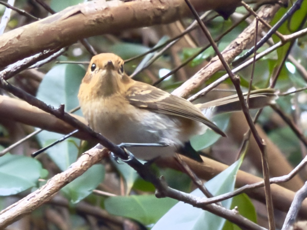 オアフヒタキ - ML647086484