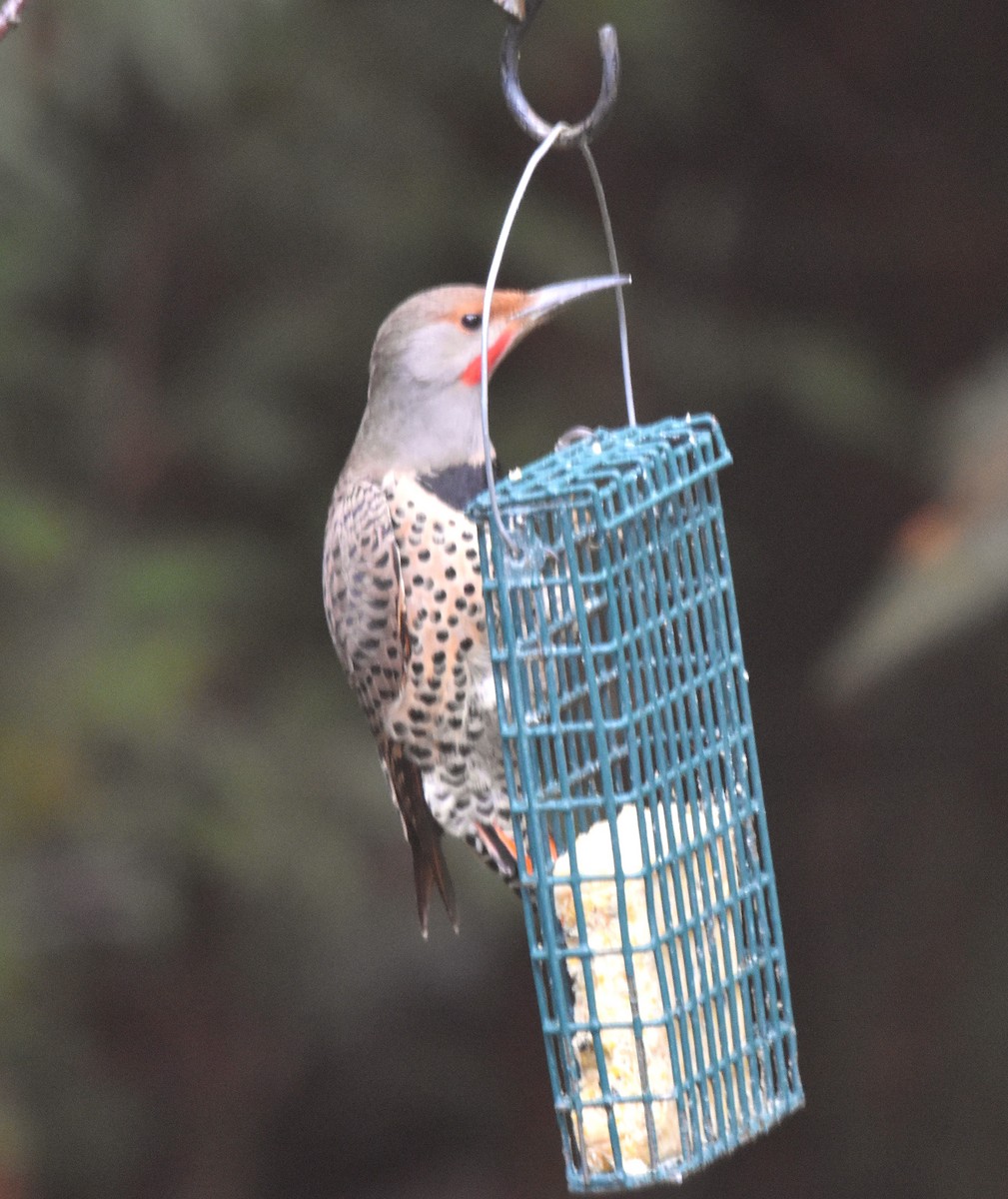 ハシボソキツツキ（cafer グループ） - ML647086485