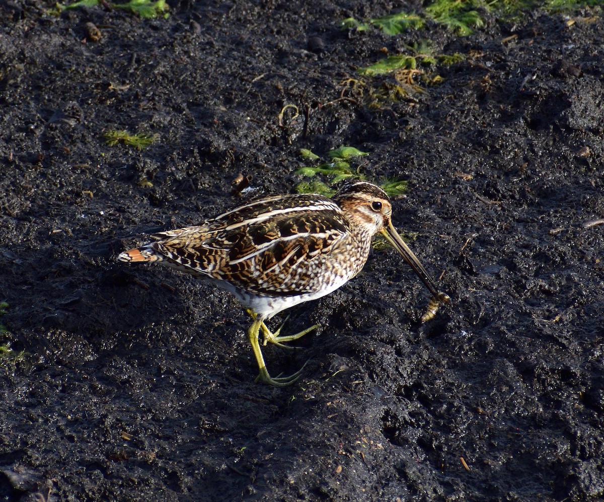 アメリカタシギ - ML647086486