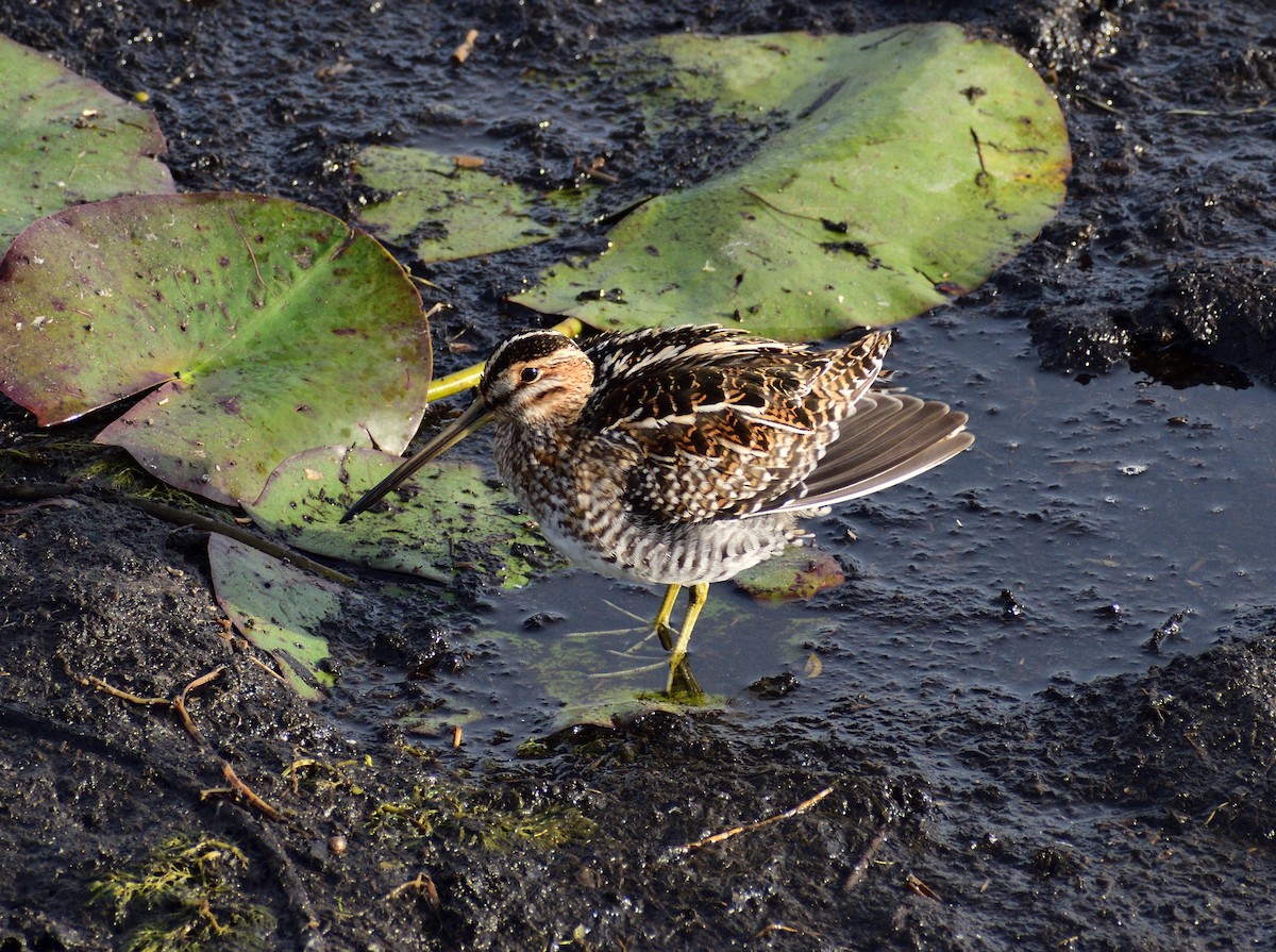 アメリカタシギ - ML647086487