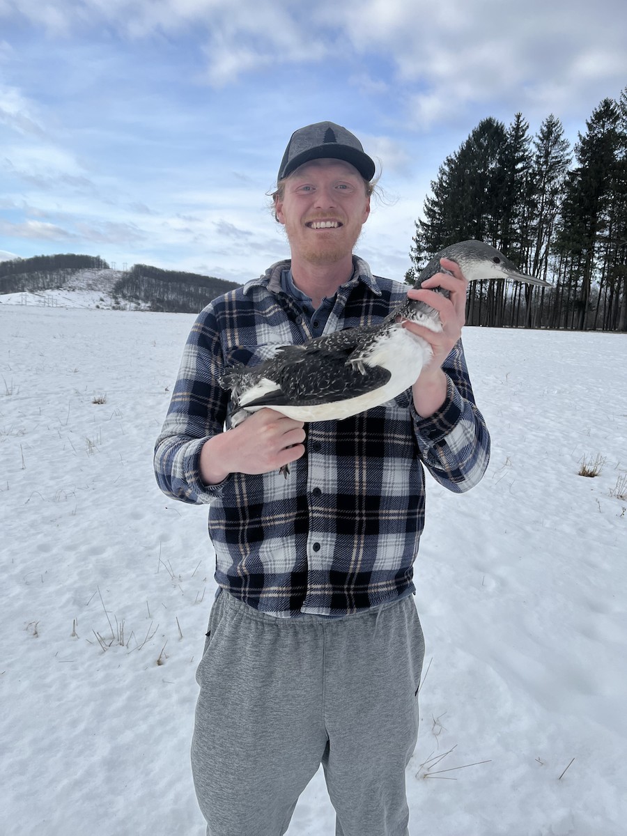 Sterntaucher - ML647086488