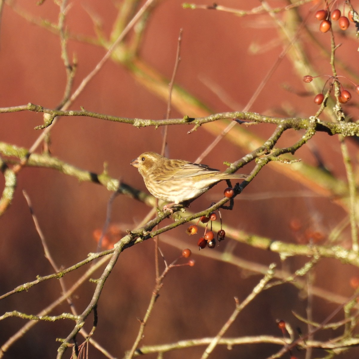 ムラサキマシコ - ML647086489