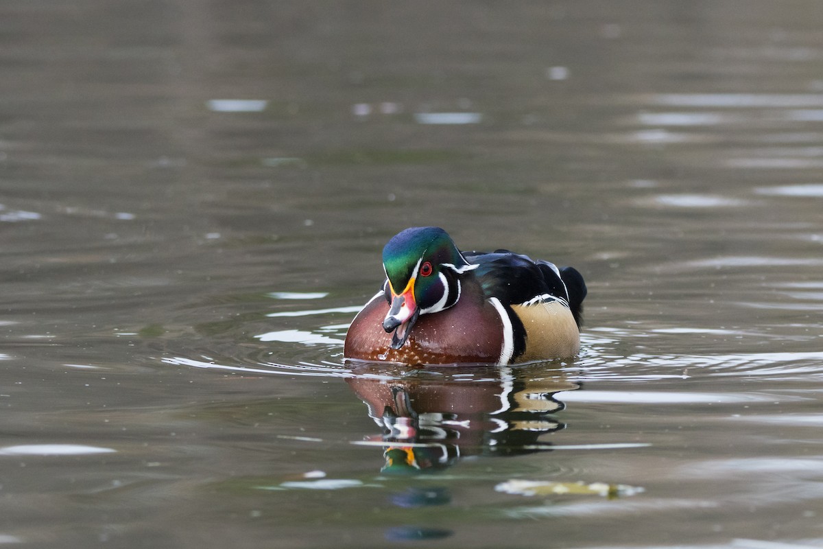 アメリカオシ - ML647086490