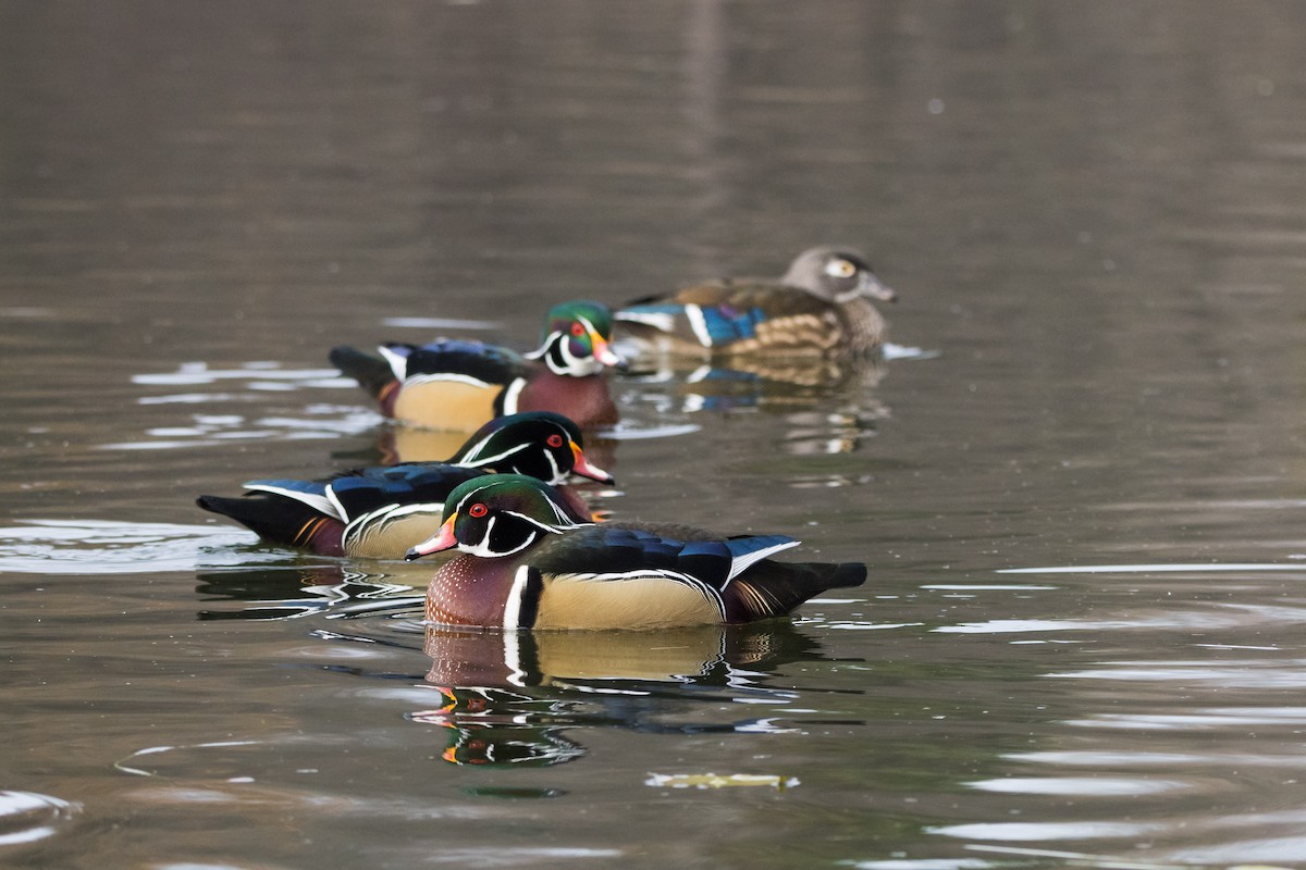 アメリカオシ - ML647086491