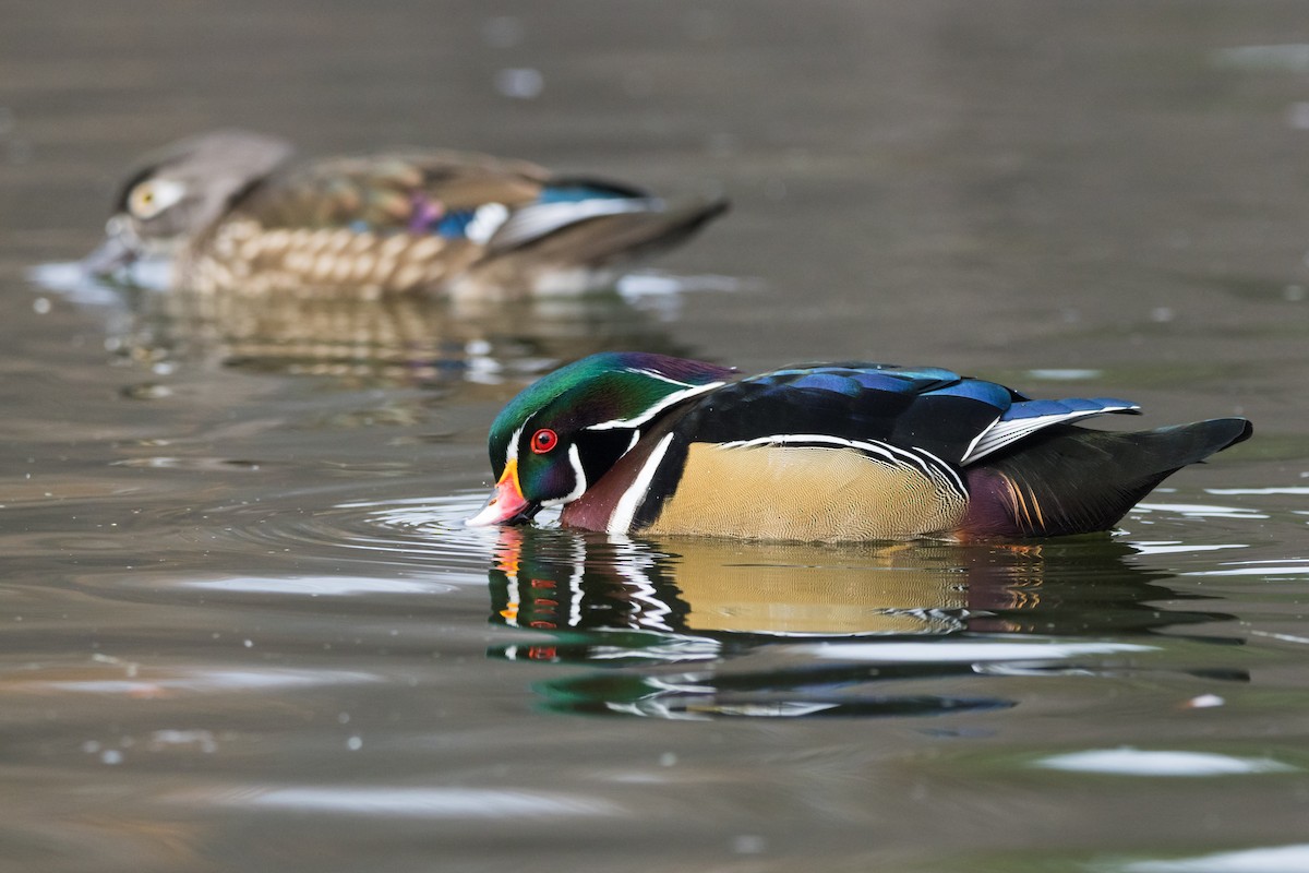 アメリカオシ - ML647086492