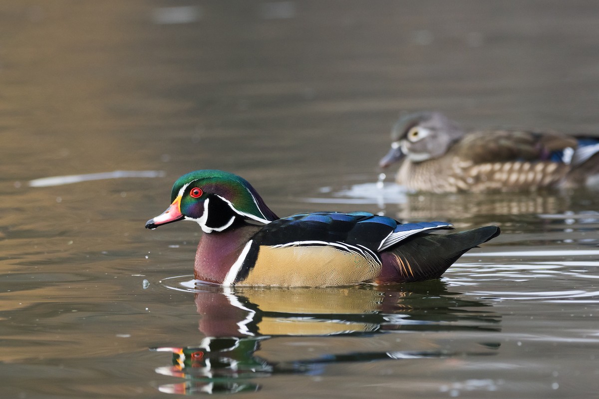 アメリカオシ - ML647086493