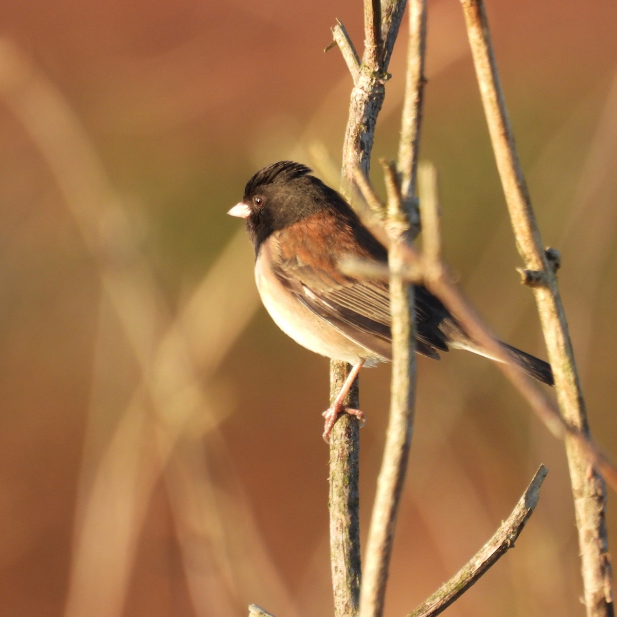 ユキヒメドリ - ML647086494