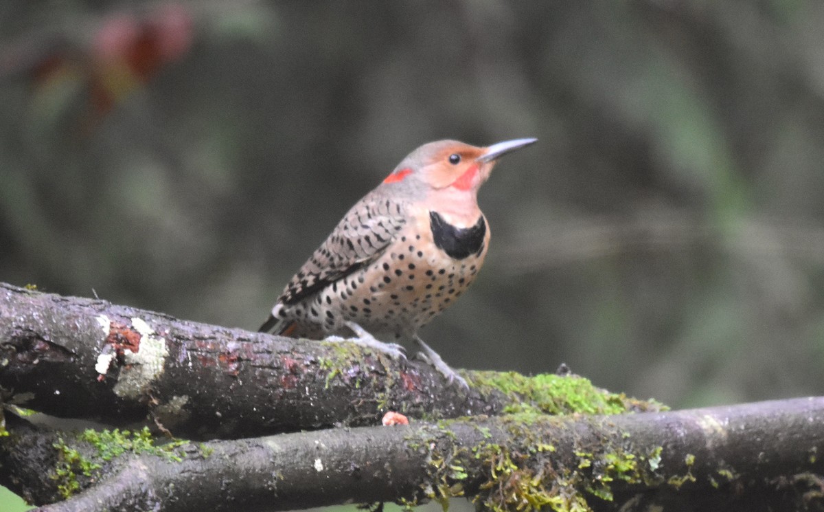 ハシボソキツツキ（luteus ｘ cafer） - ML647086495