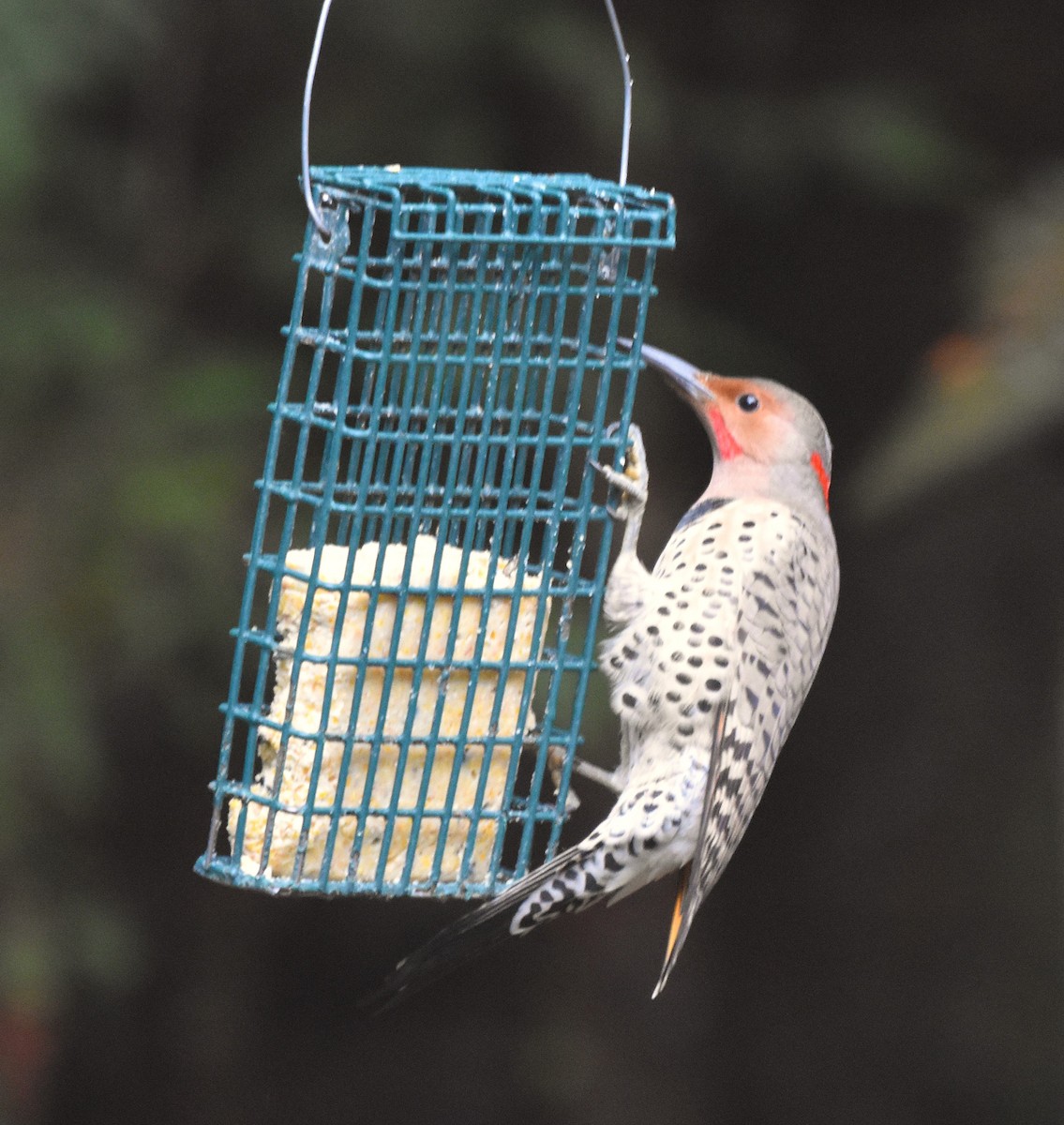 ハシボソキツツキ（luteus ｘ cafer） - ML647086496