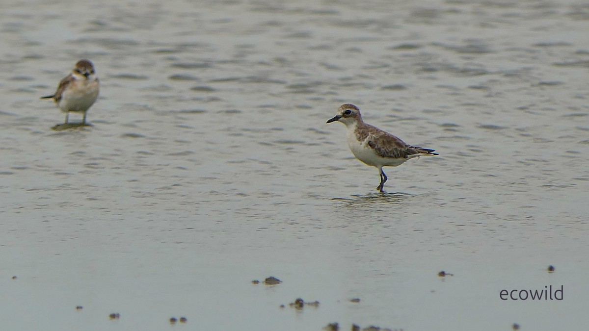 チベットメダイチドリ - ML647086497