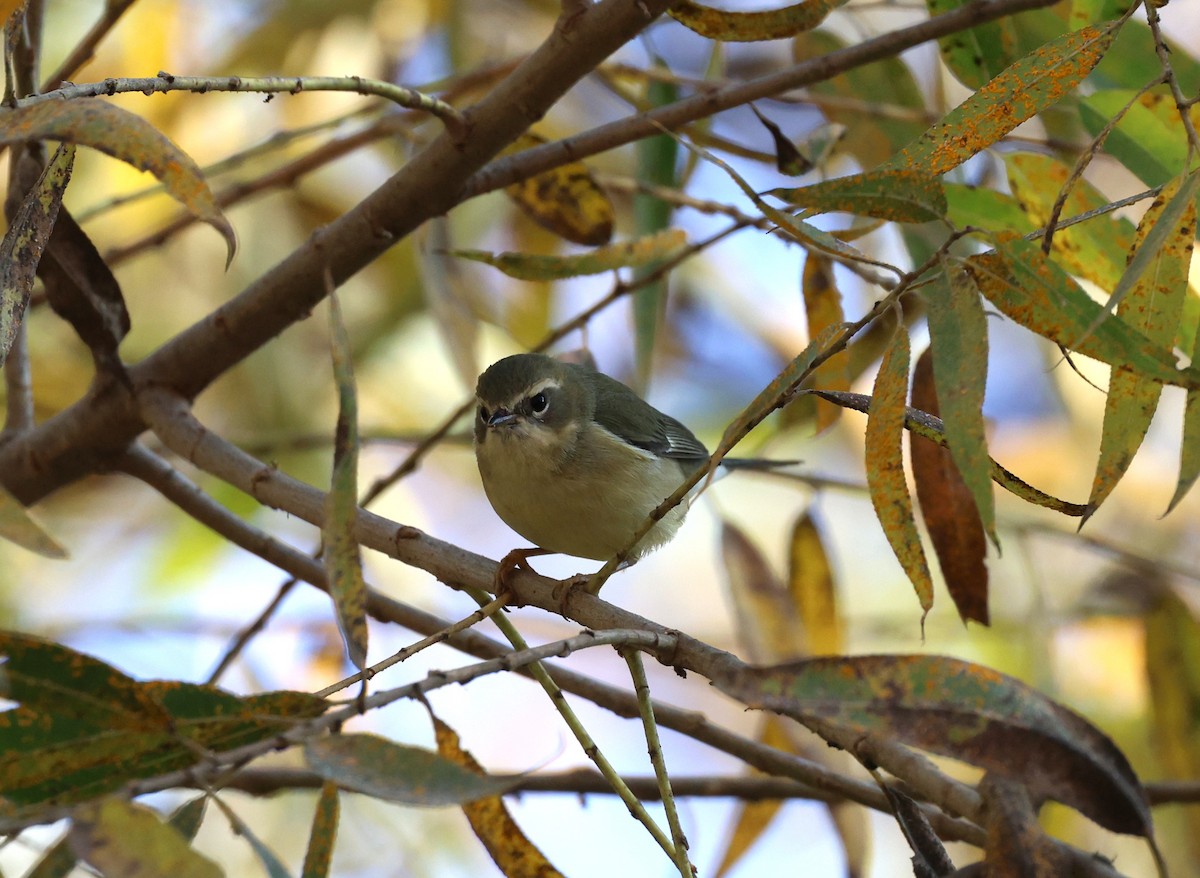 Mavi Sırtlı Ötleğen - ML647086498