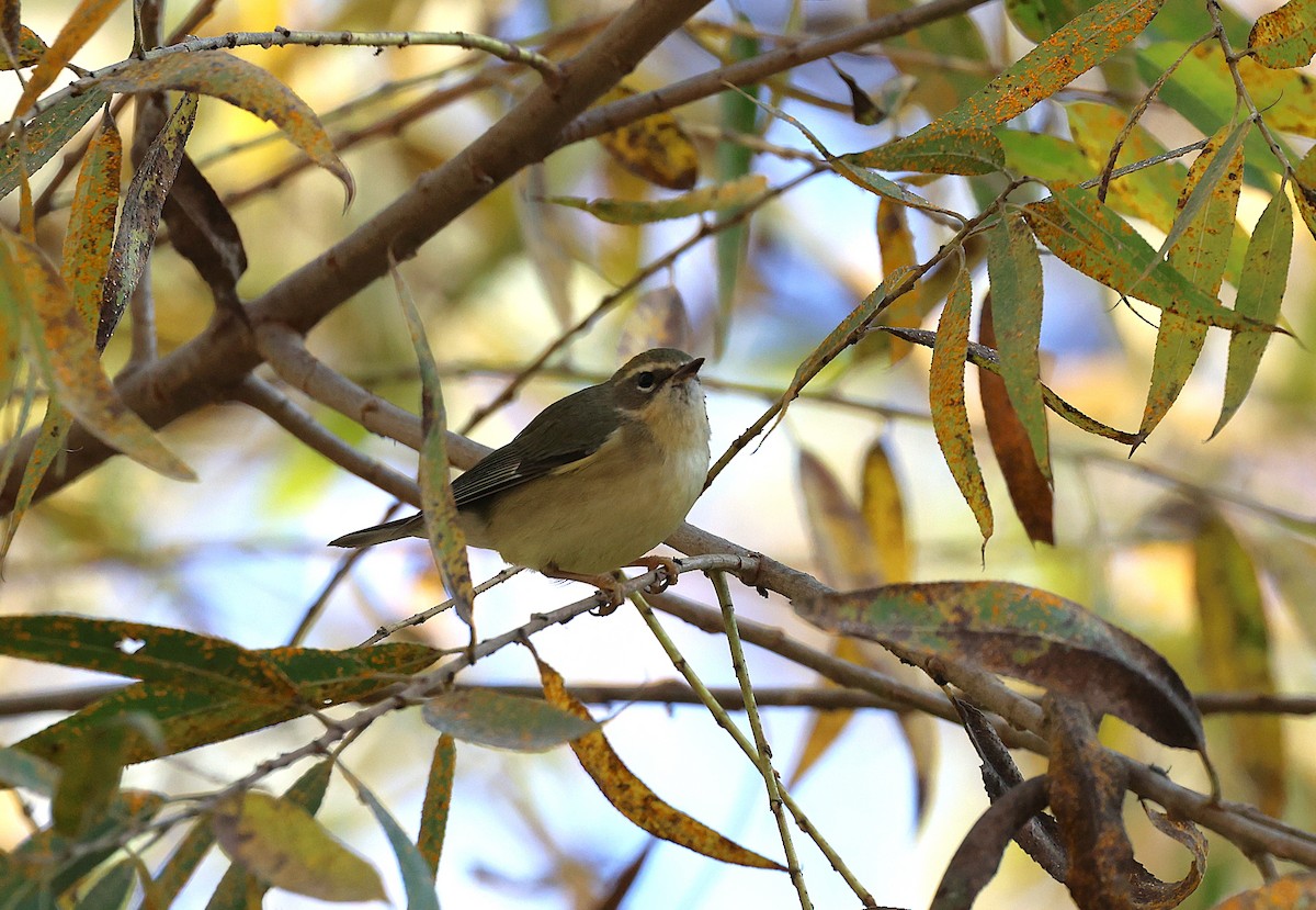 Mavi Sırtlı Ötleğen - ML647086499