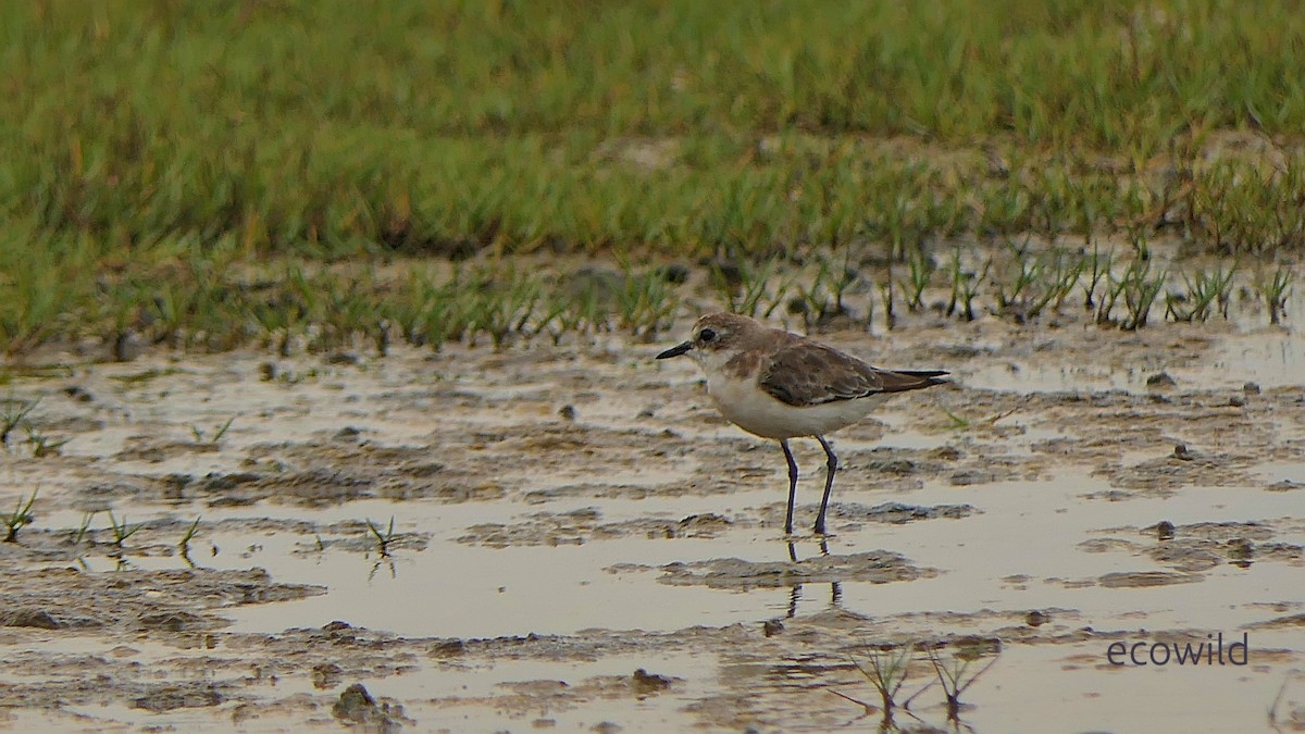 チベットメダイチドリ - ML647086500