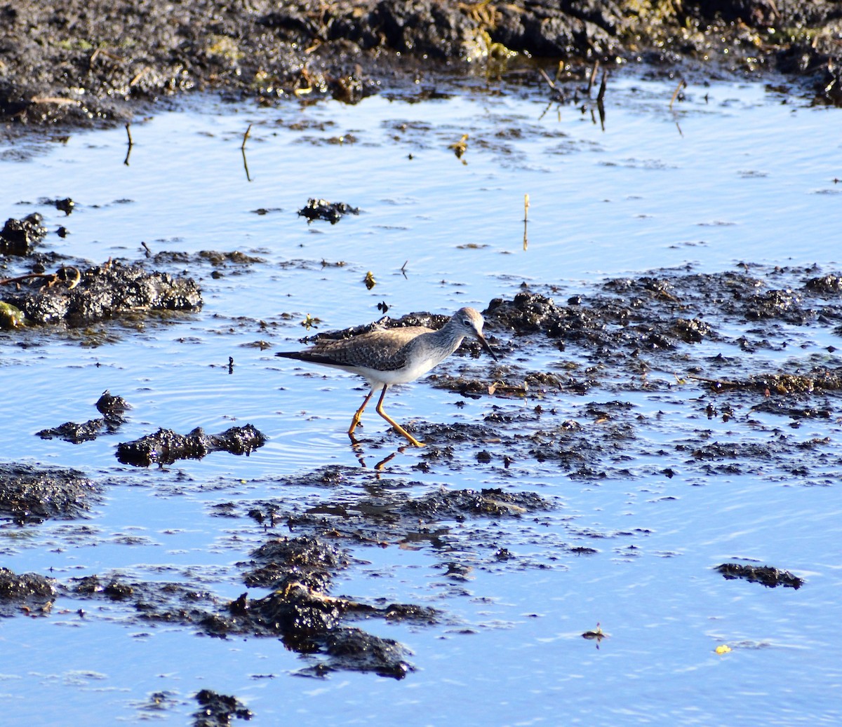 コキアシシギ - ML647086502