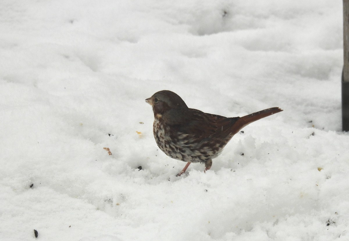 Fox Sparrow - ML647086503