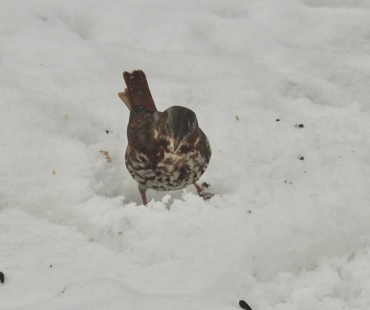 Fox Sparrow - ML647086509