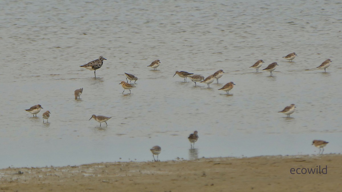 Сивка морська - ML647086512