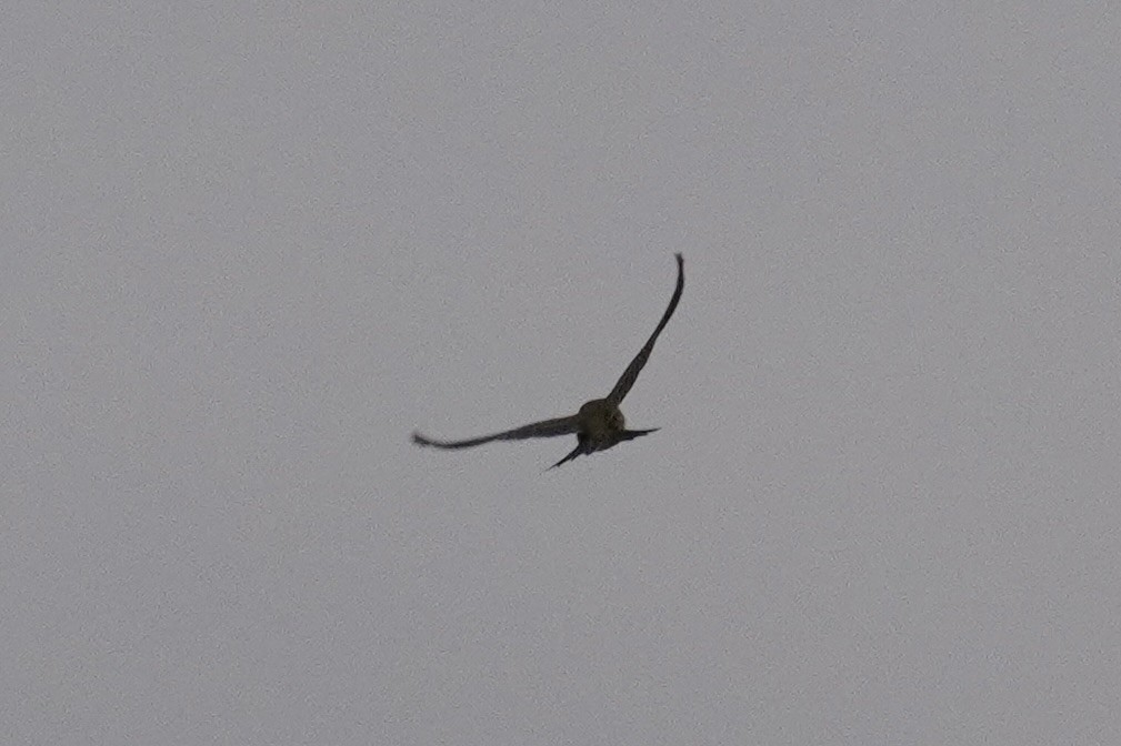 マキバタヒバリ - ML647086514