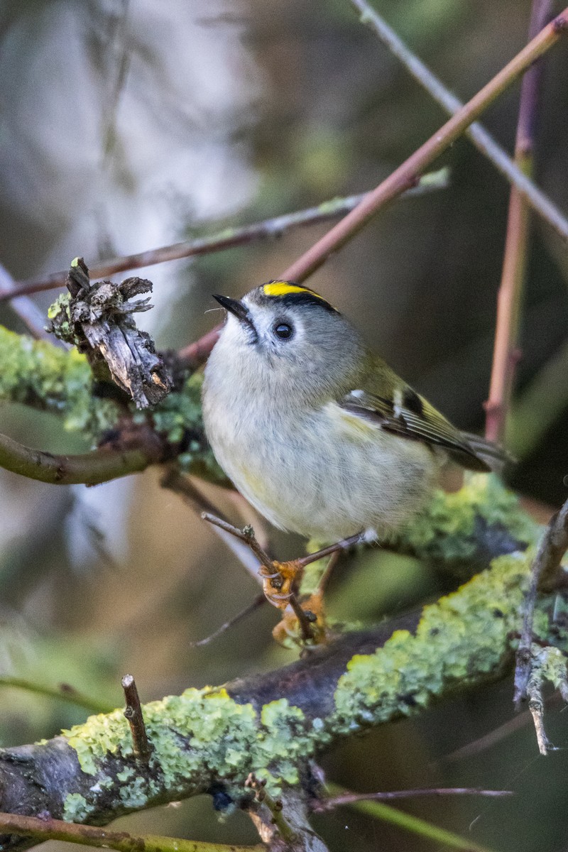 Goldcrest - ML647086516