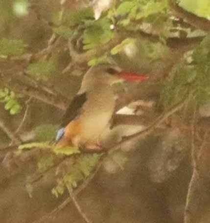 Martin-chasseur à tête grise - ML647086517