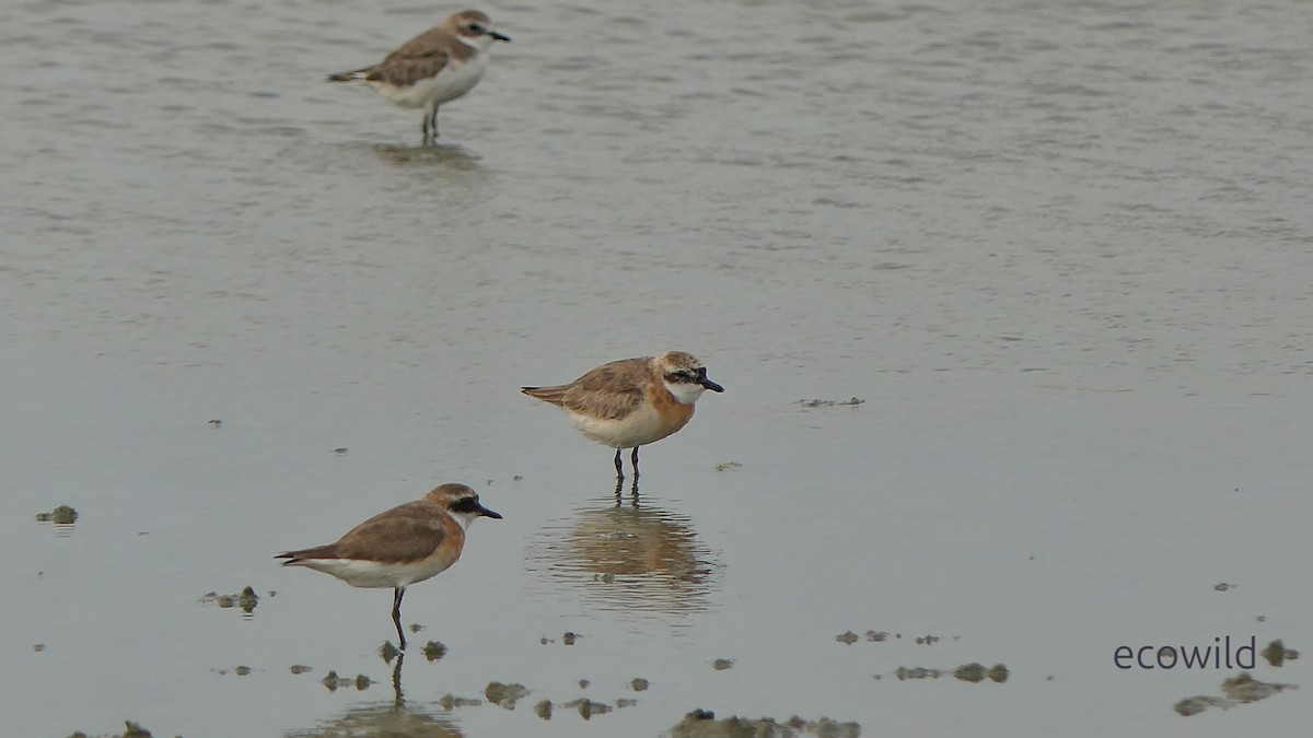 Tibet Cılıbıtı - ML647086519