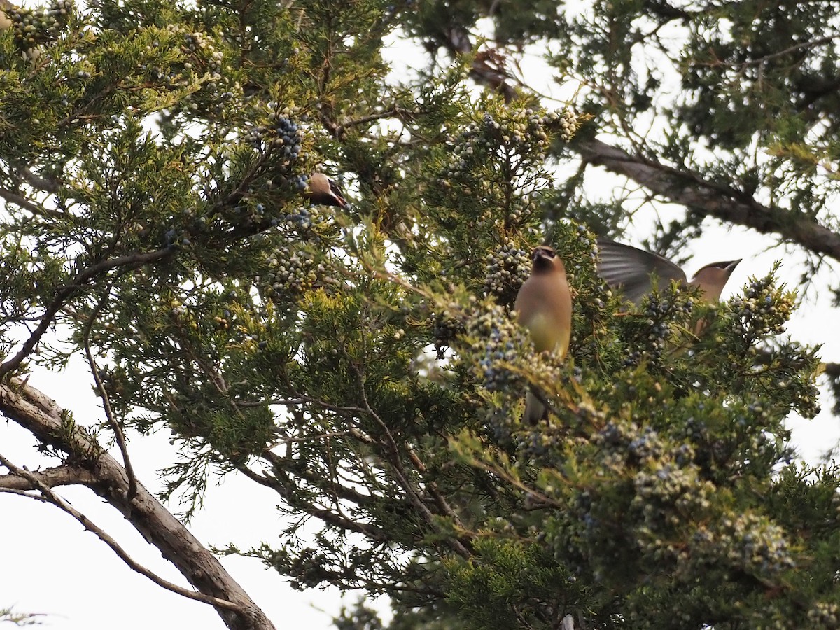 brkoslav americký - ML647086520