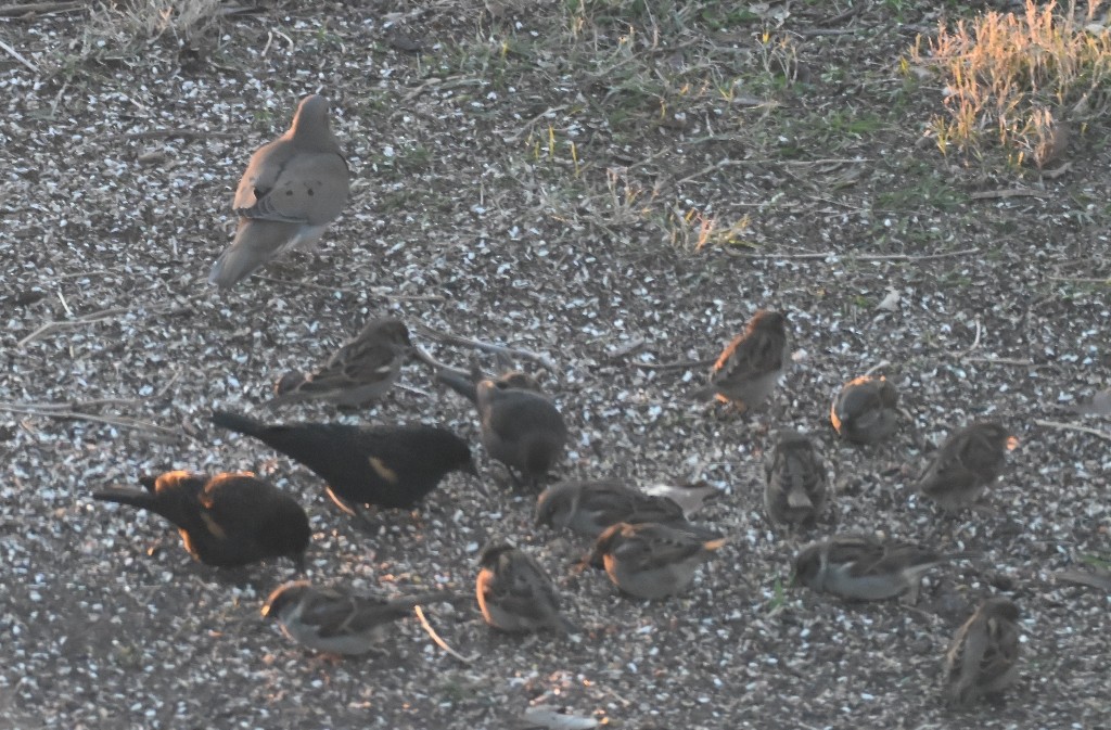 Red-winged Blackbird - ML647086521