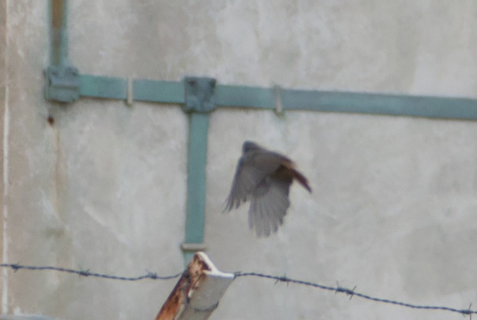 Black Redstart - ML647086523