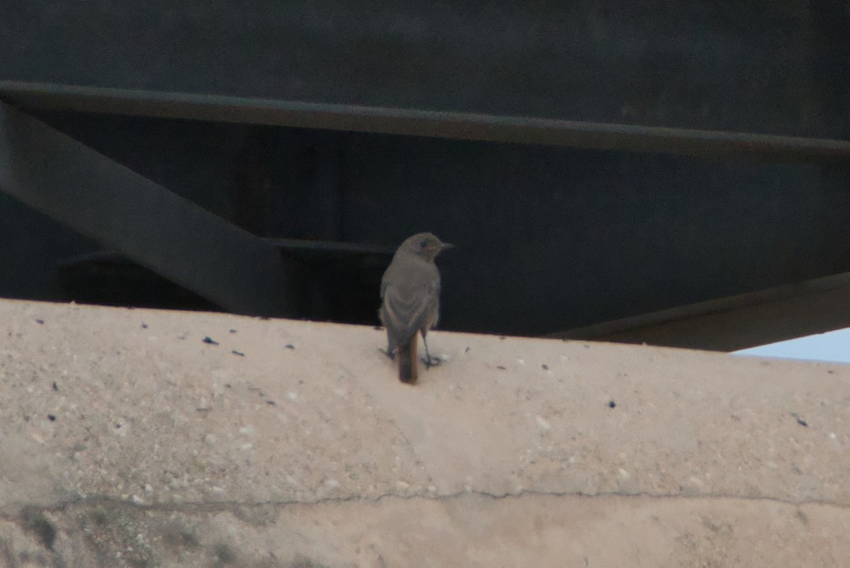 Black Redstart - ML647086524