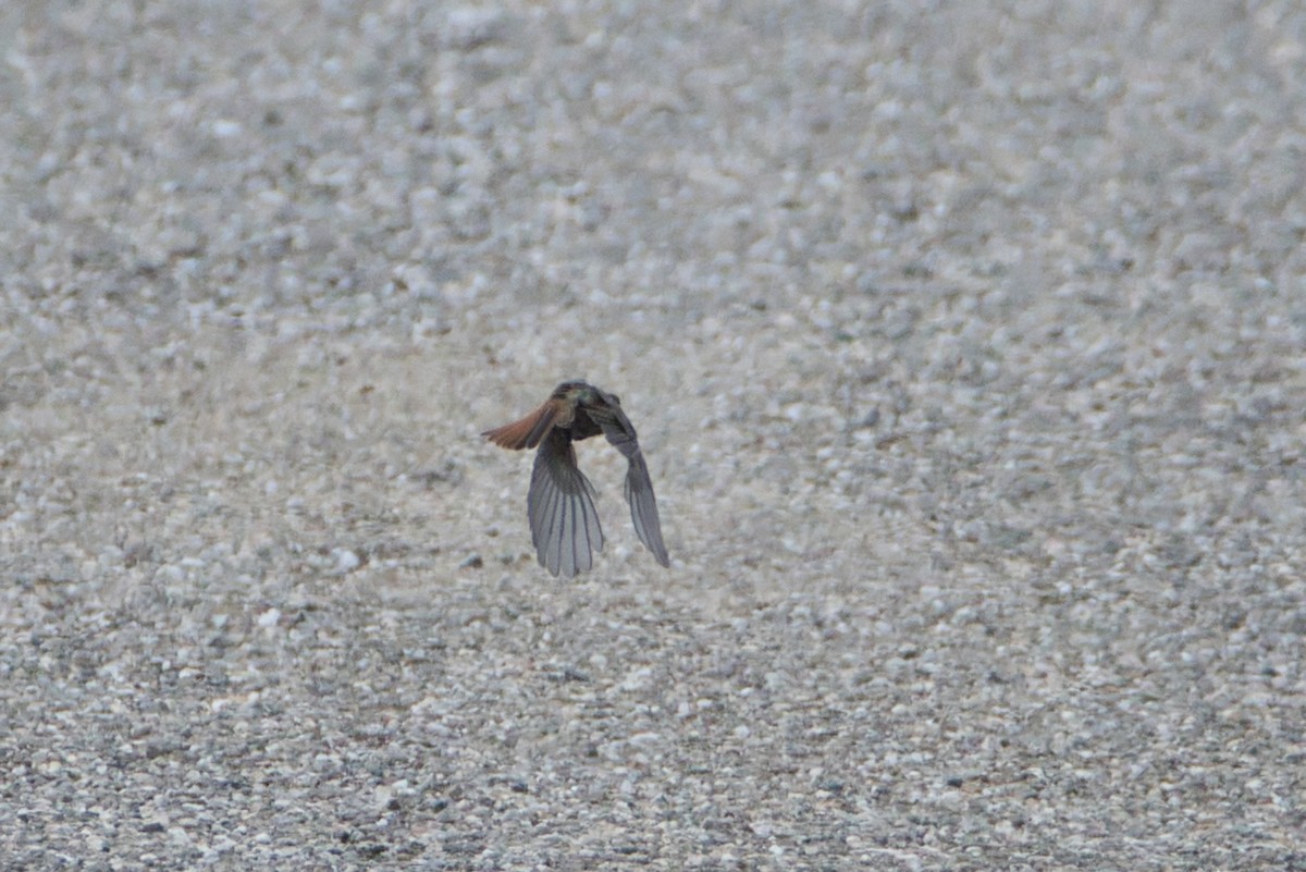 Black Redstart - ML647086525