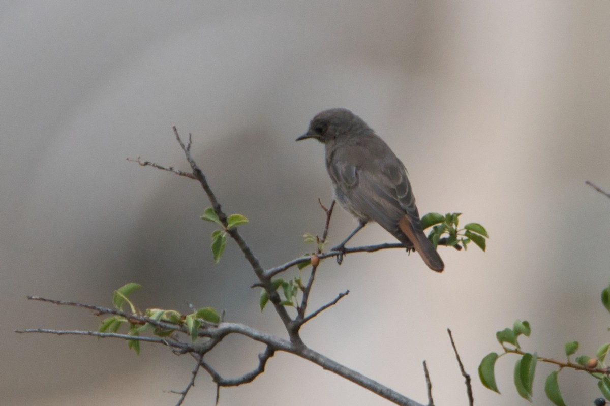 Black Redstart - ML647086526