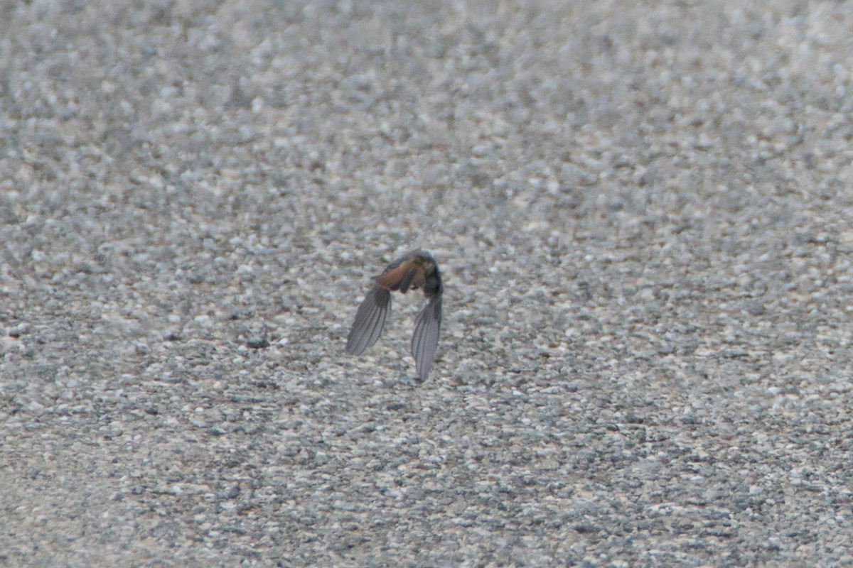 Black Redstart - ML647086527