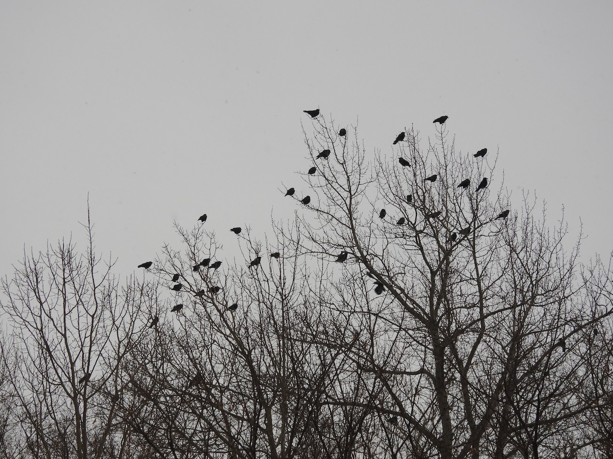 American Crow - ML647086528