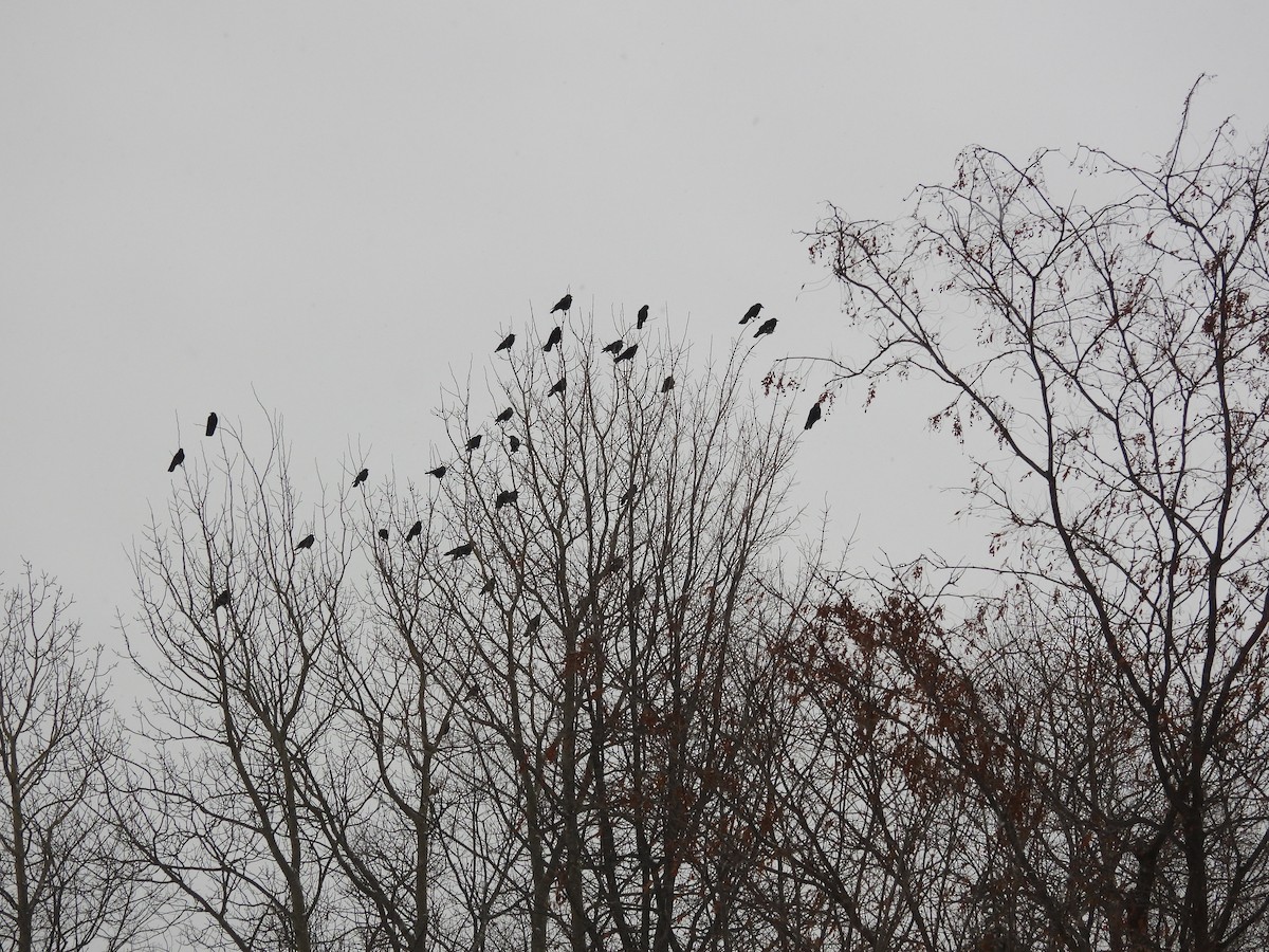 American Crow - ML647086529