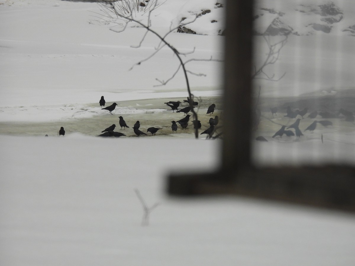 American Crow - ML647086535