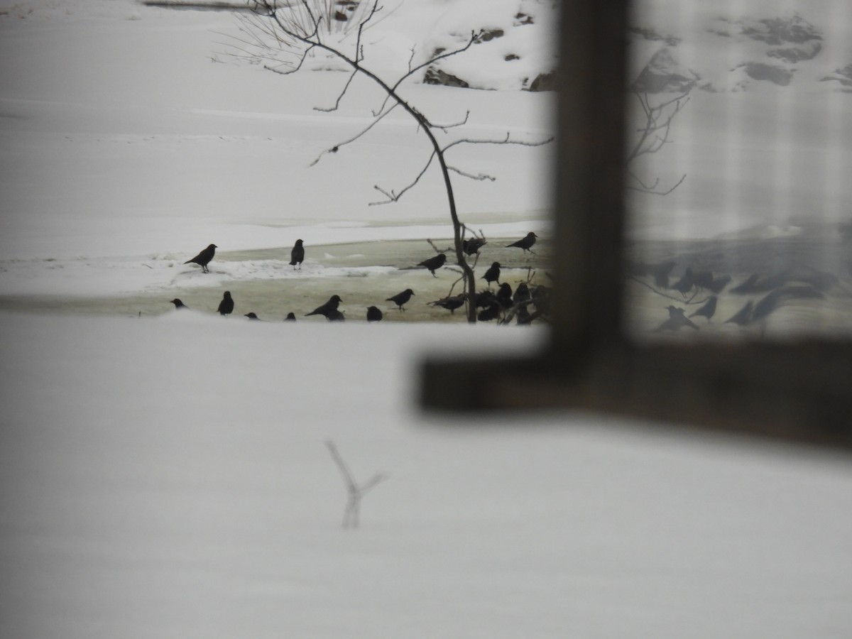 American Crow - ML647086537