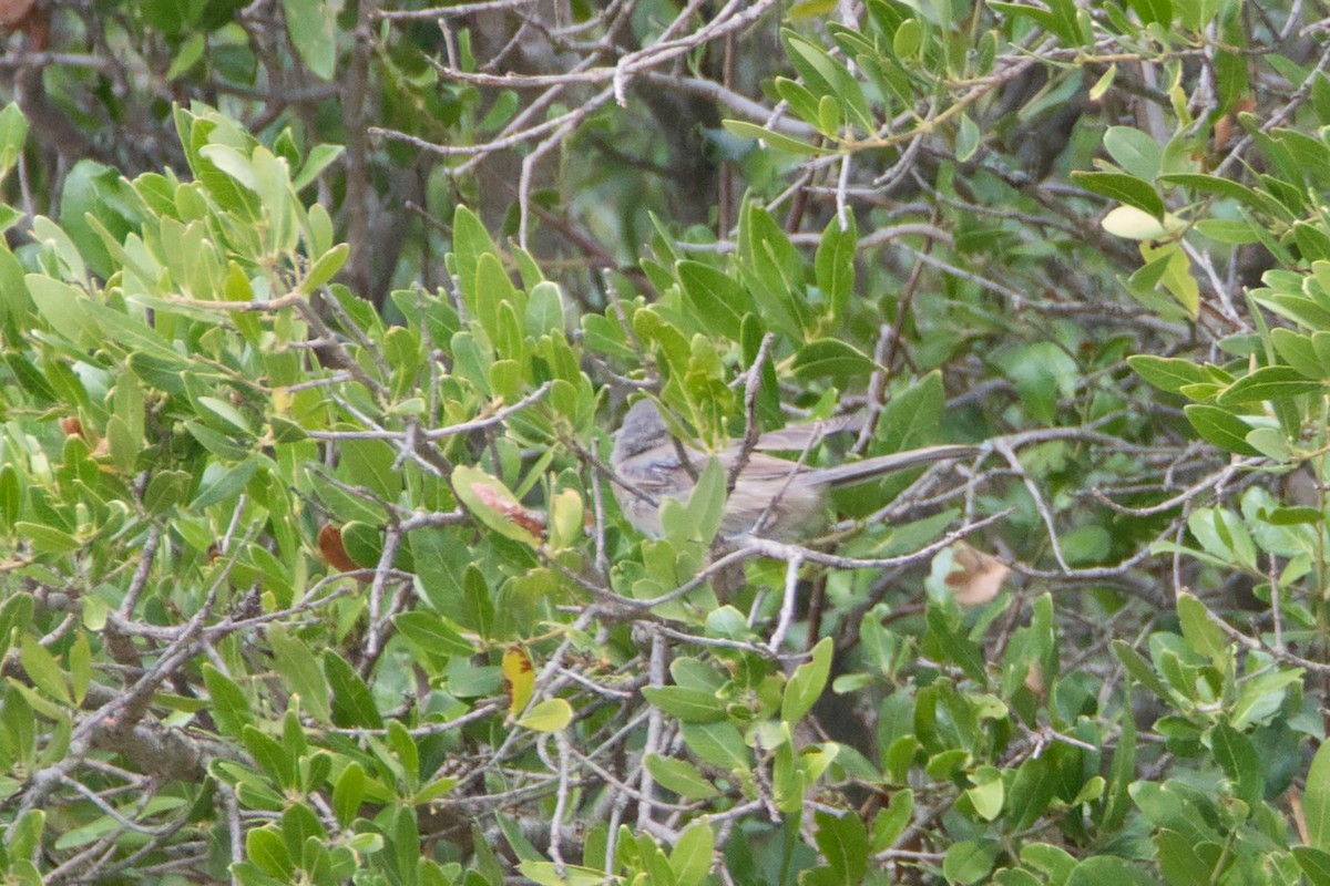 Garden Warbler - ML647086538