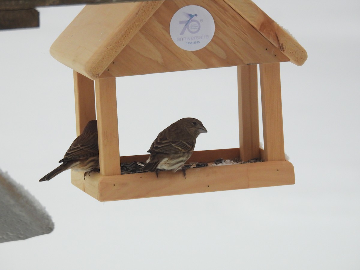House Finch - ML647086545