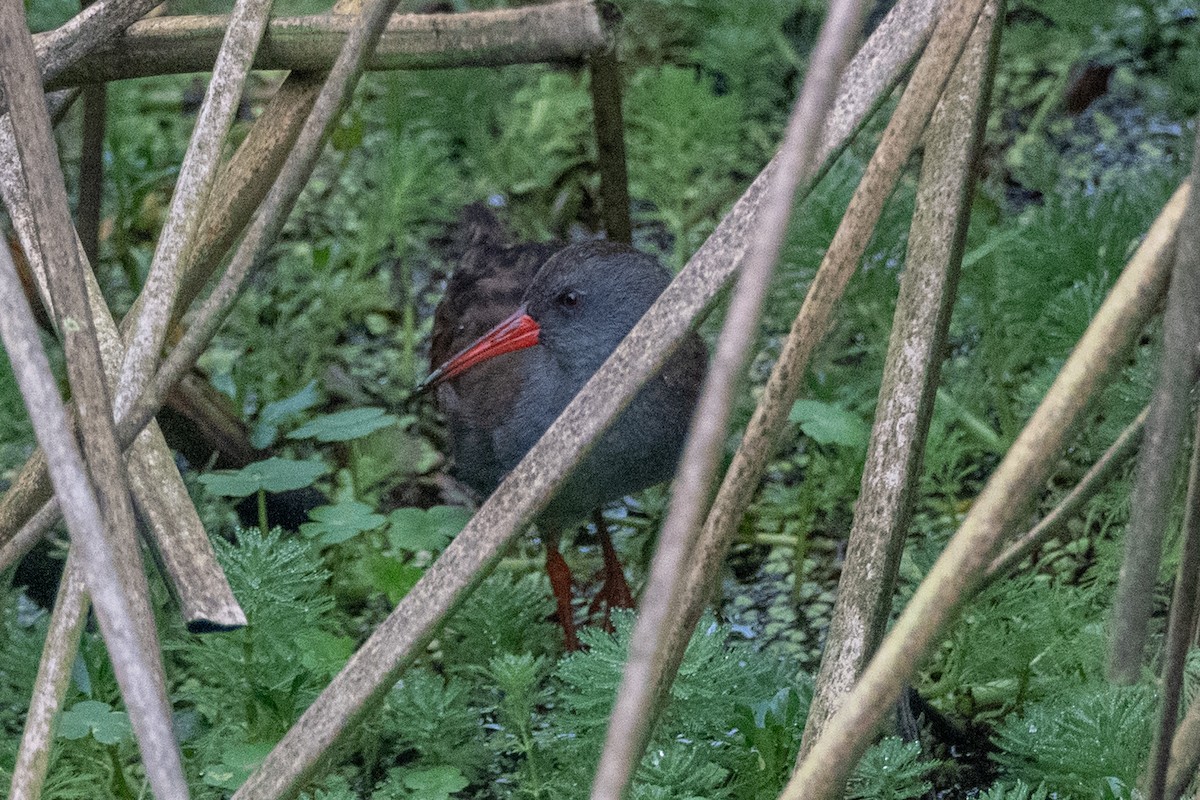 Bogota Rail - ML647086547