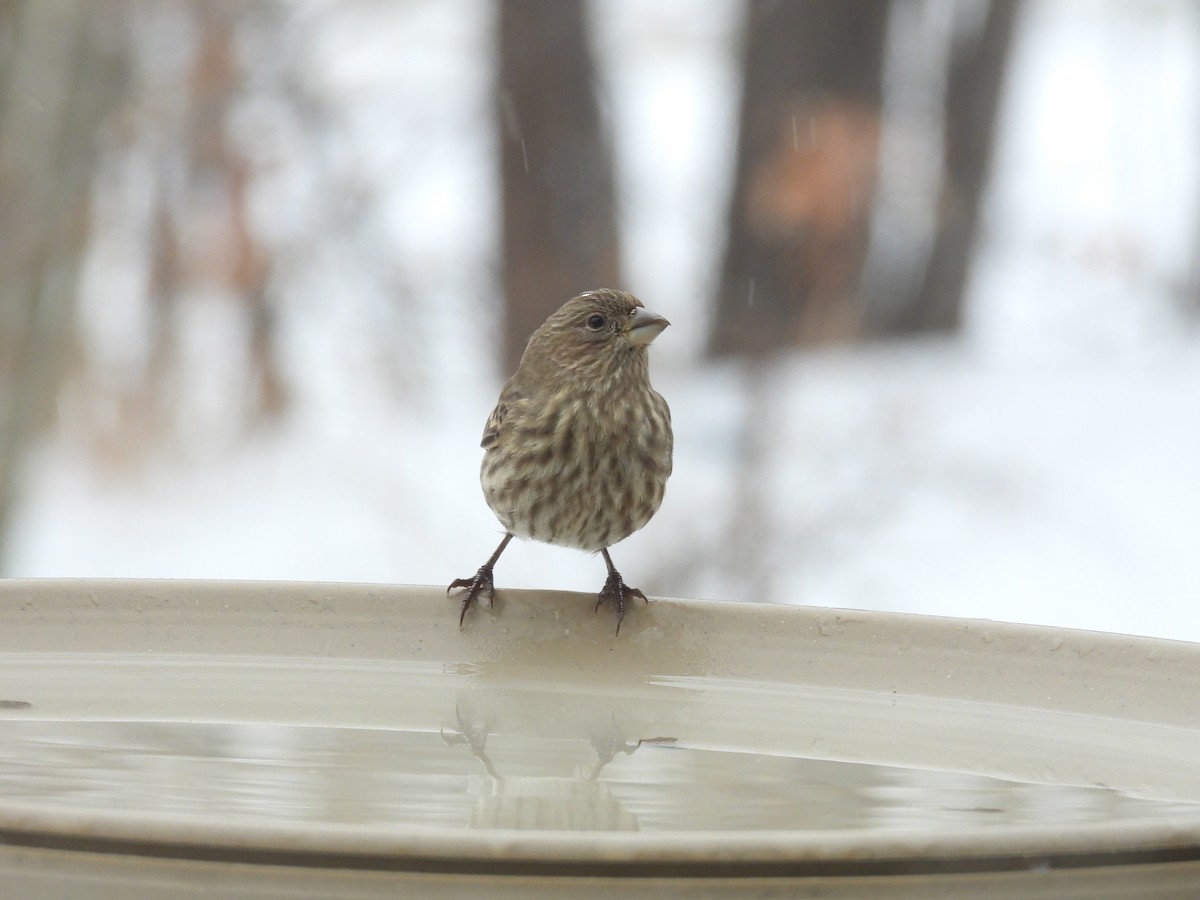 House Finch - ML647086558